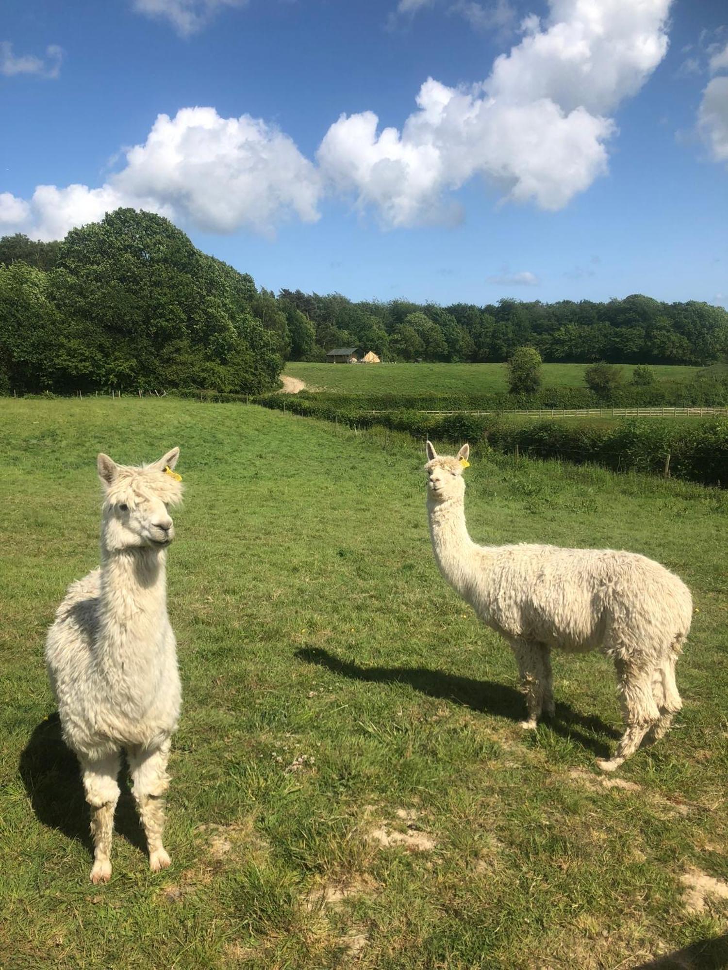 Sedlescombe Swallows Oast Glamping מראה חיצוני תמונה